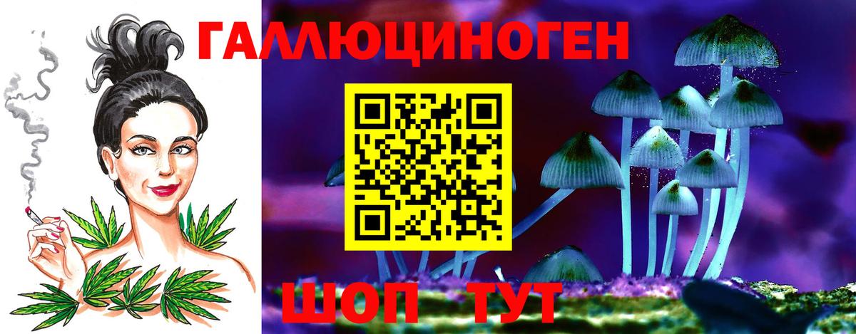Псилоцибиновые грибы Psilocybine cubensis Гусев
